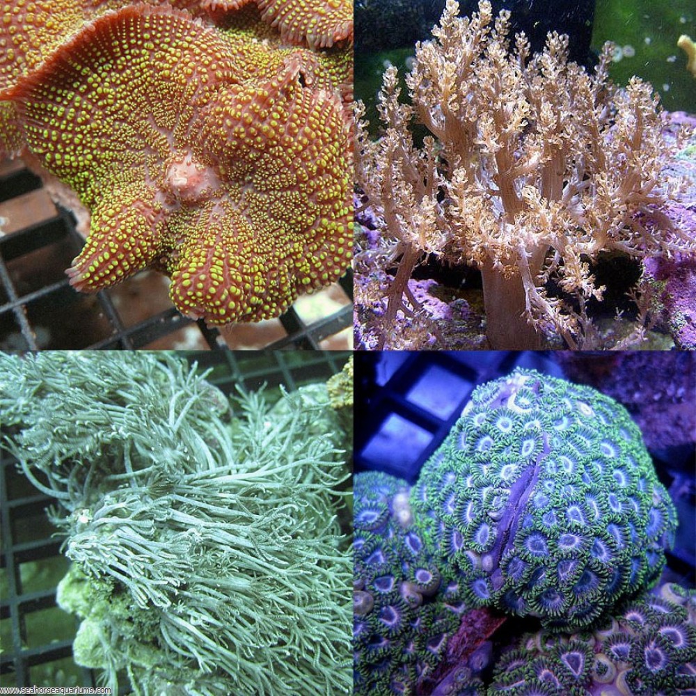 Soft Coral Pack 1