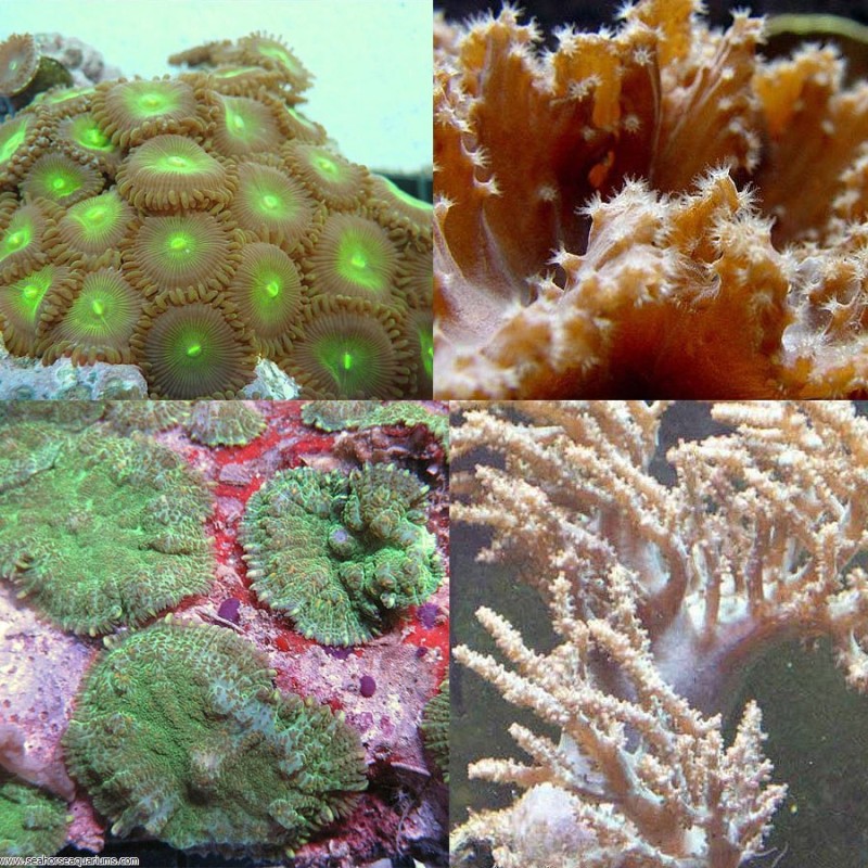 Soft Coral Pack 2