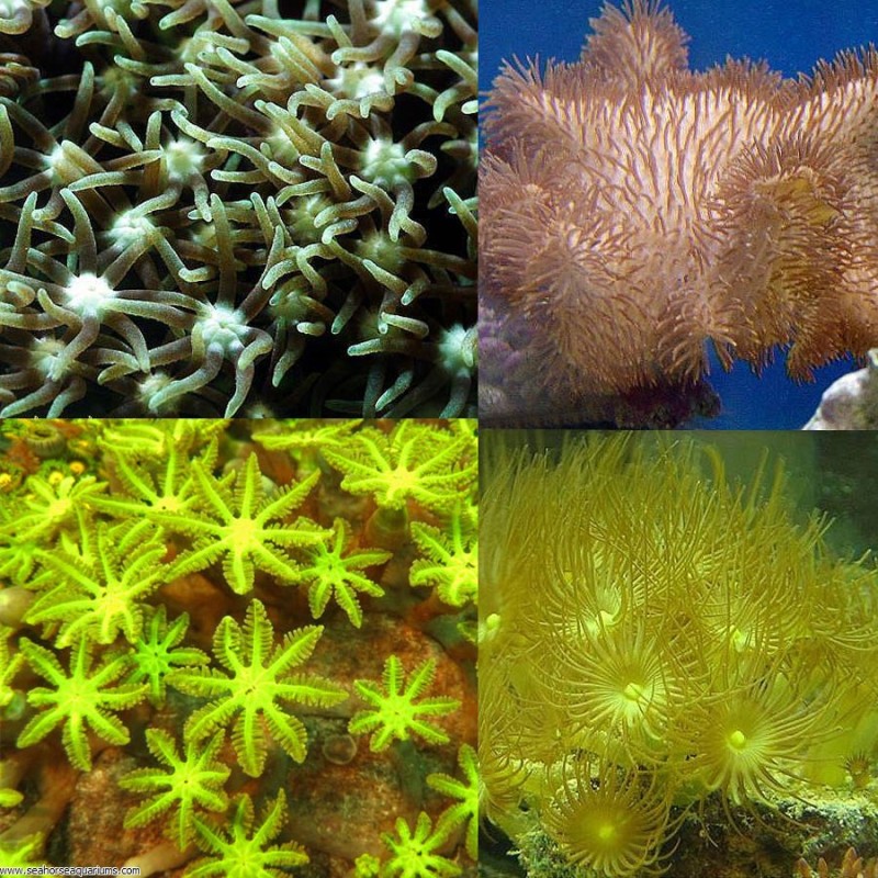 Soft Coral Pack (3 Mixed Corals)