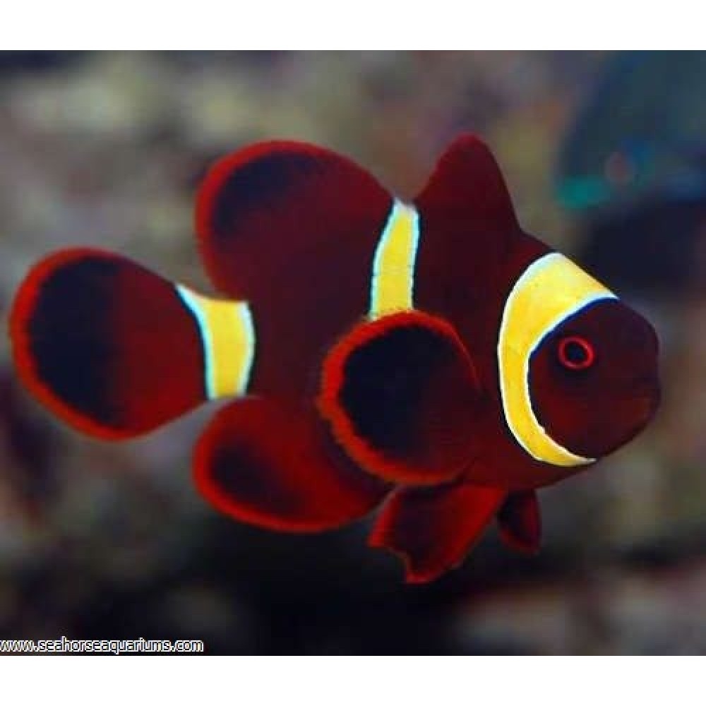 Yellowstripe Maroon Clownfish  - Small