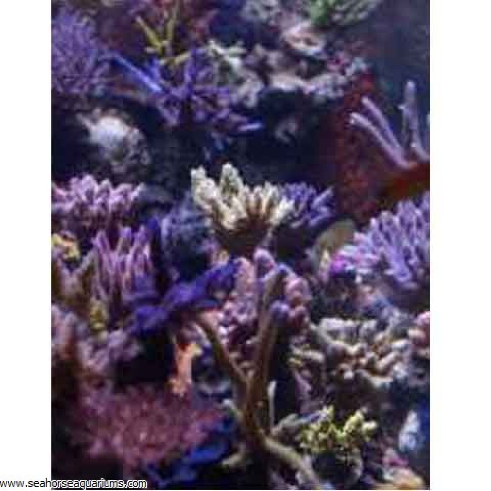 Korallen-zucht Zeolive
