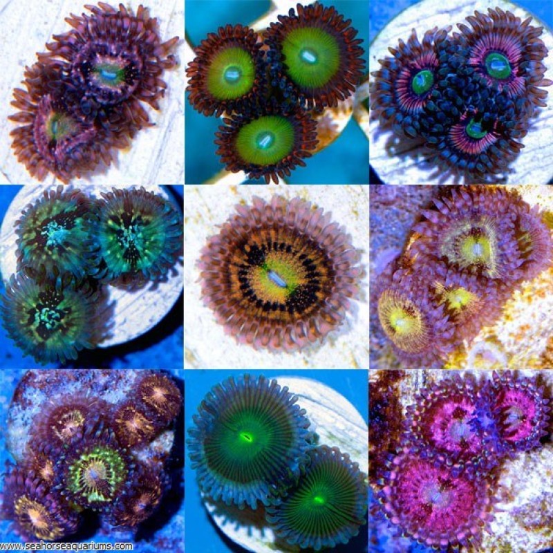 Zoanthus Polyps Coloured - Large