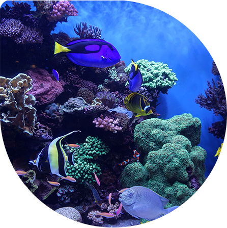 Marine Water Plan